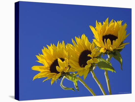 Three Sunflowers Blooms, Helianthus Annuus, United Kingdom-Steve & Ann Toon-Stretched Canvas