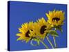 Three Sunflowers Blooms, Helianthus Annuus, United Kingdom-Steve & Ann Toon-Stretched Canvas