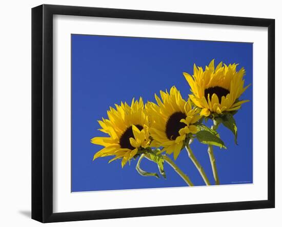 Three Sunflowers Blooms, Helianthus Annuus, United Kingdom-Steve & Ann Toon-Framed Photographic Print