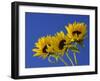 Three Sunflowers Blooms, Helianthus Annuus, United Kingdom-Steve & Ann Toon-Framed Photographic Print