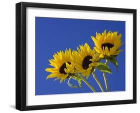 Three Sunflowers Blooms, Helianthus Annuus, United Kingdom-Steve & Ann Toon-Framed Photographic Print