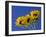 Three Sunflowers Blooms, Helianthus Annuus, United Kingdom-Steve & Ann Toon-Framed Photographic Print