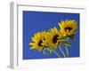 Three Sunflowers Blooms, Helianthus Annuus, United Kingdom-Steve & Ann Toon-Framed Photographic Print