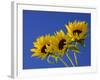 Three Sunflowers Blooms, Helianthus Annuus, United Kingdom-Steve & Ann Toon-Framed Photographic Print