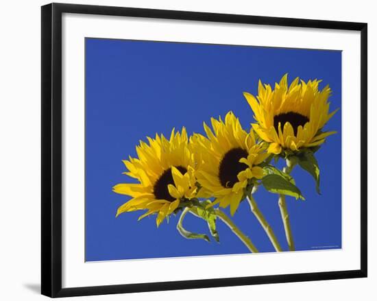 Three Sunflowers Blooms, Helianthus Annuus, United Kingdom-Steve & Ann Toon-Framed Photographic Print