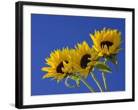 Three Sunflowers Blooms, Helianthus Annuus, United Kingdom-Steve & Ann Toon-Framed Photographic Print