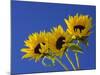 Three Sunflowers Blooms, Helianthus Annuus, United Kingdom-Steve & Ann Toon-Mounted Photographic Print