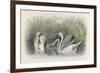 Three Swans Among the Rushes on the Banks of a River-null-Framed Art Print