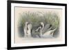 Three Swans Among the Rushes on the Banks of a River-null-Framed Art Print