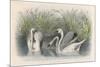 Three Swans Among the Rushes on the Banks of a River-null-Mounted Art Print