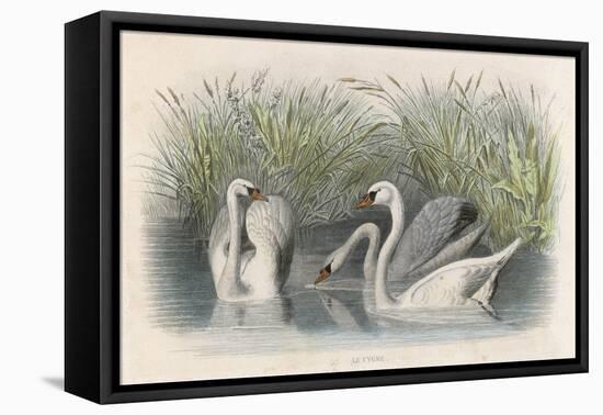 Three Swans Among the Rushes on the Banks of a River-null-Framed Stretched Canvas