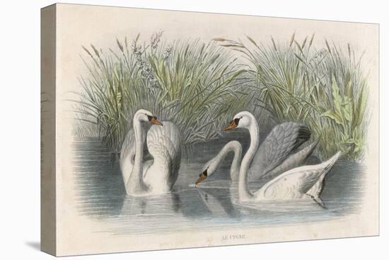 Three Swans Among the Rushes on the Banks of a River-null-Stretched Canvas
