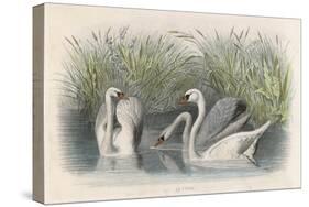 Three Swans Among the Rushes on the Banks of a River-null-Stretched Canvas