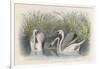 Three Swans Among the Rushes on the Banks of a River-null-Framed Art Print