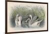 Three Swans Among the Rushes on the Banks of a River-null-Framed Art Print