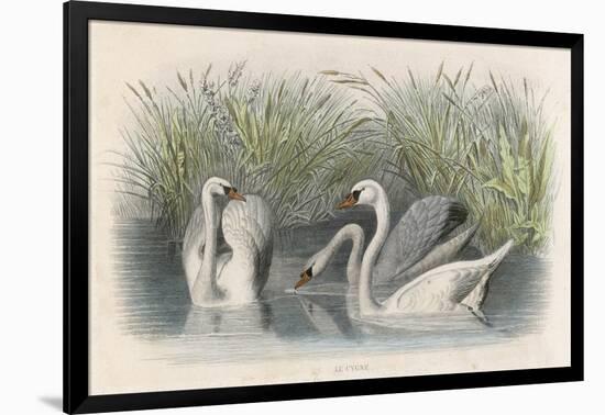 Three Swans Among the Rushes on the Banks of a River-null-Framed Art Print