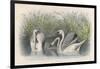 Three Swans Among the Rushes on the Banks of a River-null-Framed Art Print