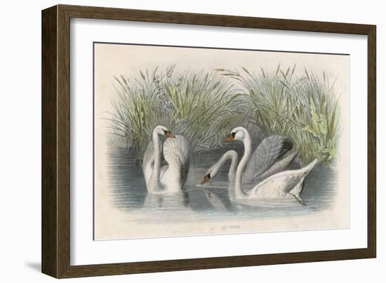 Three Swans Among the Rushes on the Banks of a River-null-Framed Art Print