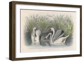 Three Swans Among the Rushes on the Banks of a River-null-Framed Art Print