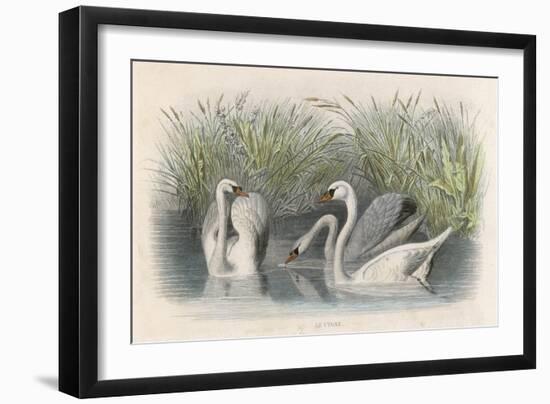 Three Swans Among the Rushes on the Banks of a River-null-Framed Art Print