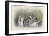 Three Swans Among the Rushes on the Banks of a River-null-Framed Art Print