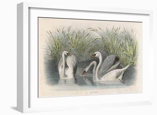 Three Swans Among the Rushes on the Banks of a River-null-Framed Art Print