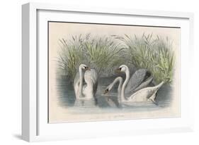 Three Swans Among the Rushes on the Banks of a River-null-Framed Art Print