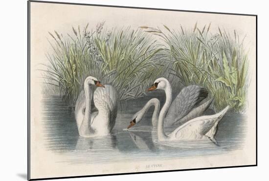 Three Swans Among the Rushes on the Banks of a River-null-Mounted Art Print