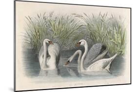 Three Swans Among the Rushes on the Banks of a River-null-Mounted Art Print