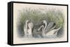 Three Swans Among the Rushes on the Banks of a River-null-Framed Stretched Canvas