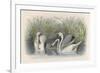 Three Swans Among the Rushes on the Banks of a River-null-Framed Premium Giclee Print