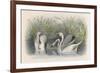 Three Swans Among the Rushes on the Banks of a River-null-Framed Premium Giclee Print