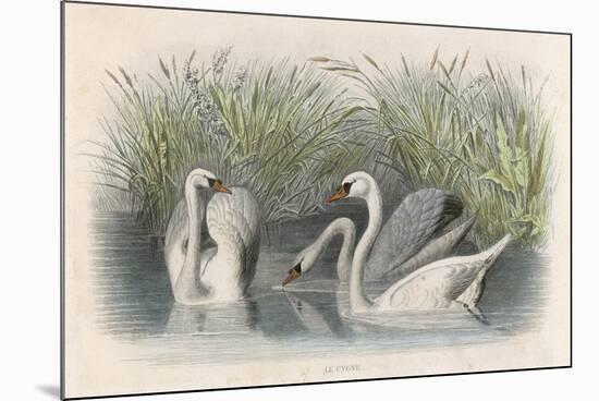 Three Swans Among the Rushes on the Banks of a River-null-Mounted Premium Giclee Print