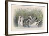 Three Swans Among the Rushes on the Banks of a River-null-Framed Art Print