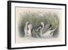 Three Swans Among the Rushes on the Banks of a River-null-Framed Art Print