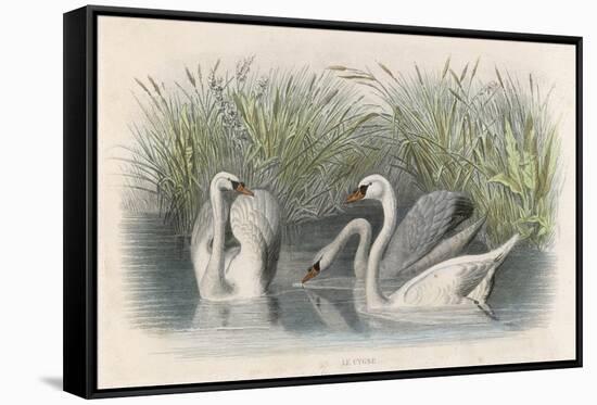 Three Swans Among the Rushes on the Banks of a River-null-Framed Stretched Canvas