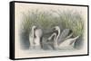 Three Swans Among the Rushes on the Banks of a River-null-Framed Stretched Canvas