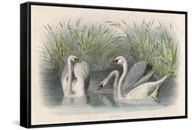 Three Swans Among the Rushes on the Banks of a River-null-Framed Stretched Canvas