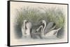 Three Swans Among the Rushes on the Banks of a River-null-Framed Stretched Canvas