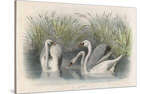 Three Swans Among the Rushes on the Banks of a River-null-Stretched Canvas