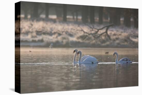 Three Swans Glide across a Misty Pond in Richmond Park at Sunrise-Alex Saberi-Stretched Canvas