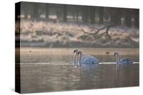 Three Swans Glide across a Misty Pond in Richmond Park at Sunrise-Alex Saberi-Stretched Canvas