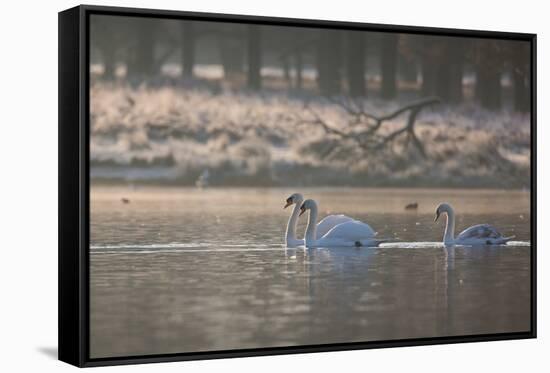 Three Swans Glide across a Misty Pond in Richmond Park at Sunrise-Alex Saberi-Framed Stretched Canvas