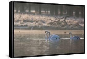 Three Swans Glide across a Misty Pond in Richmond Park at Sunrise-Alex Saberi-Framed Stretched Canvas