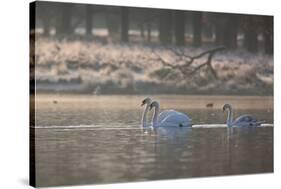 Three Swans Glide across a Misty Pond in Richmond Park at Sunrise-Alex Saberi-Stretched Canvas