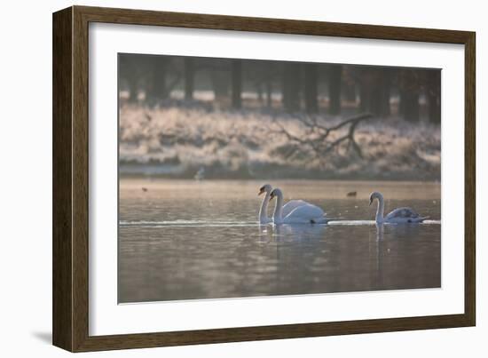 Three Swans Glide across a Misty Pond in Richmond Park at Sunrise-Alex Saberi-Framed Photographic Print