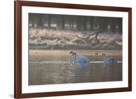 Three Swans Glide across a Misty Pond in Richmond Park at Sunrise-Alex Saberi-Framed Photographic Print