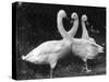 Three Swans-null-Stretched Canvas