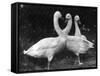 Three Swans-null-Framed Stretched Canvas