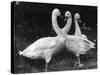 Three Swans-null-Stretched Canvas